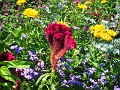 Botanical Gardens 2010 0440